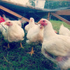 Pastured Poultry: Bulk Chicken Boxes (Pre-Order)