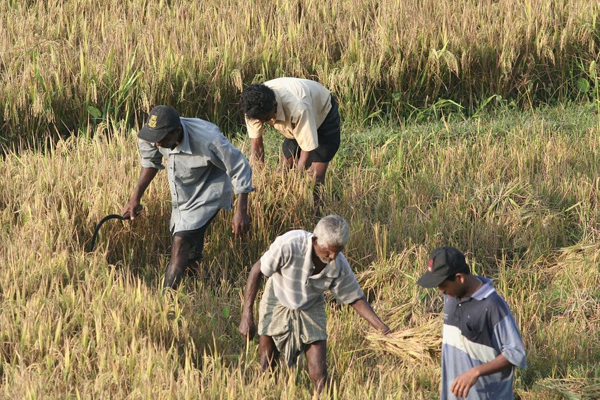 Sri Lanka: A Train Wreck of Organic Good Intentions