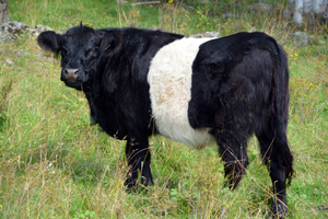 Belted Galloways