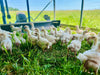 Pastured Poultry: Bulk Chicken Boxes