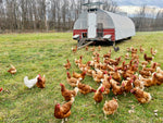 Ready-To-Lay Pullets (deposit)