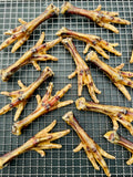 Chicken Feet, dog chews